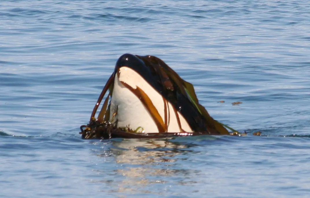 orca poking out of the water with kelp on its nose